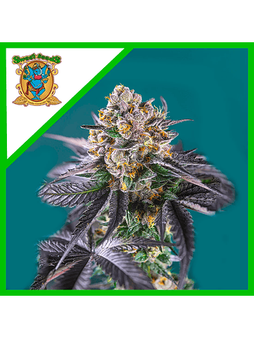 Red Strawberry Banana Auto® -Sweet Seeds (X5+2/X3+1) 4