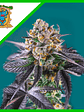 Red Strawberry Banana Auto® -Sweet Seeds (X5+2/X3+1) - Miniatura 4
