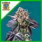 Red Strawberry Banana Auto® -Sweet Seeds (X5+2/X3+1) - Miniatura 4