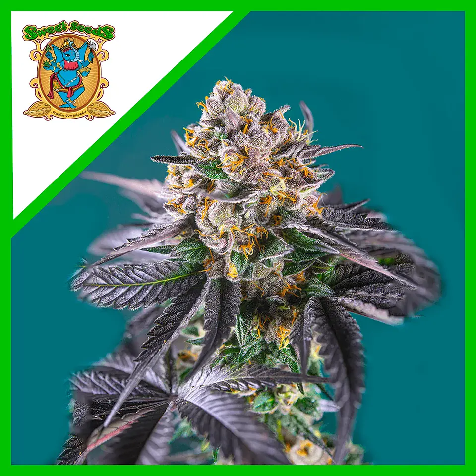 Red Strawberry Banana Auto® -Sweet Seeds (X5+2/X3+1) 4