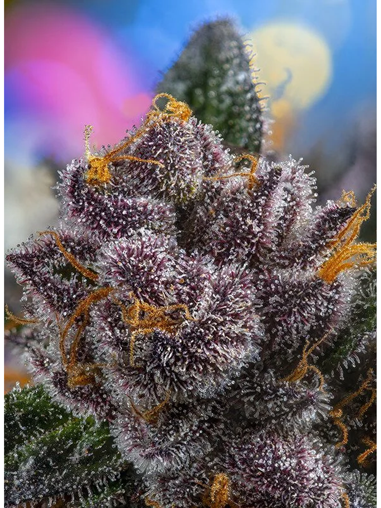 Red Strawberry Banana Auto® -Sweet Seeds (X5+2/X3+1) 5