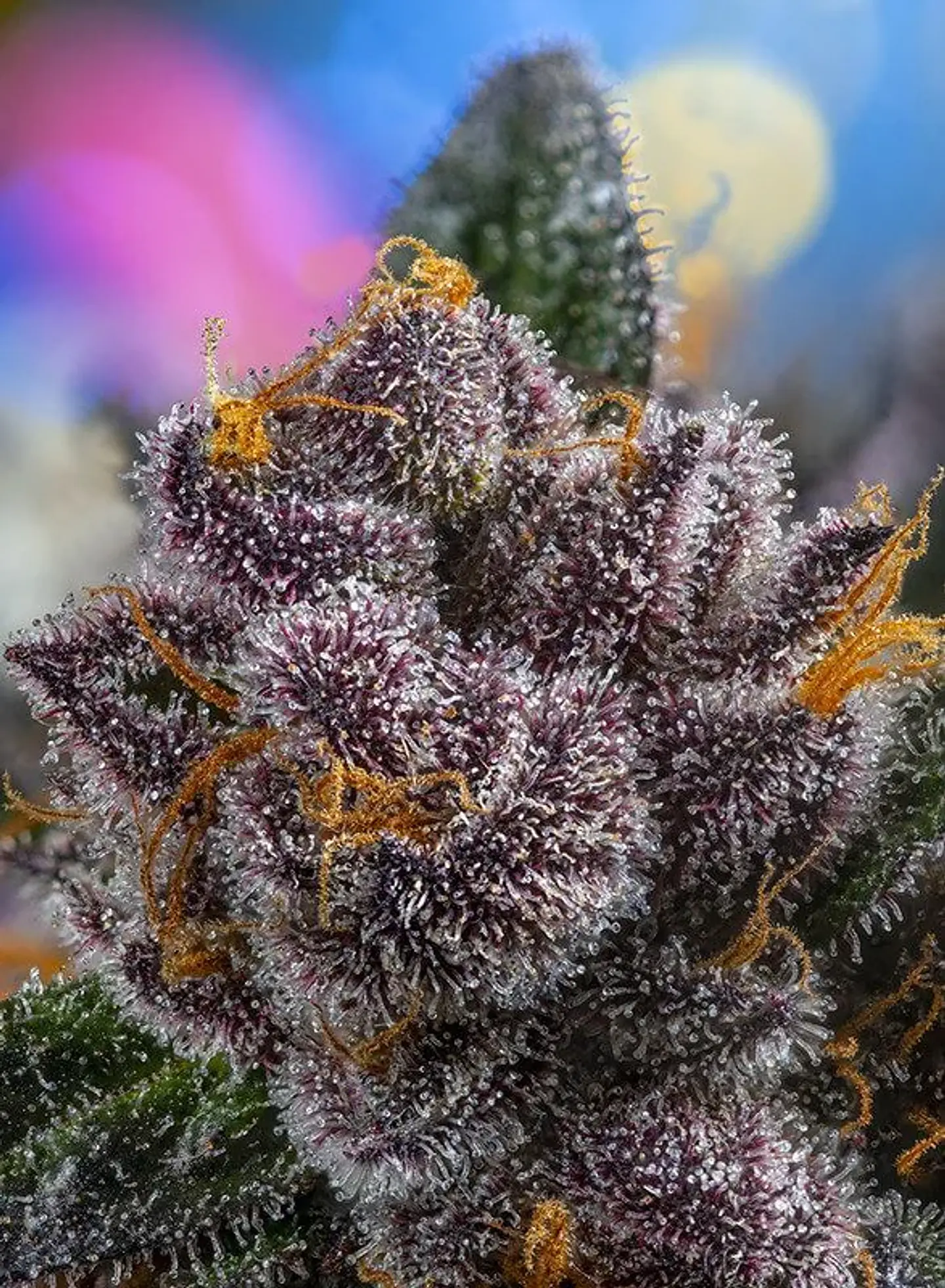 Red Strawberry Banana Auto® -Sweet Seeds (X5+2/X3+1) 5