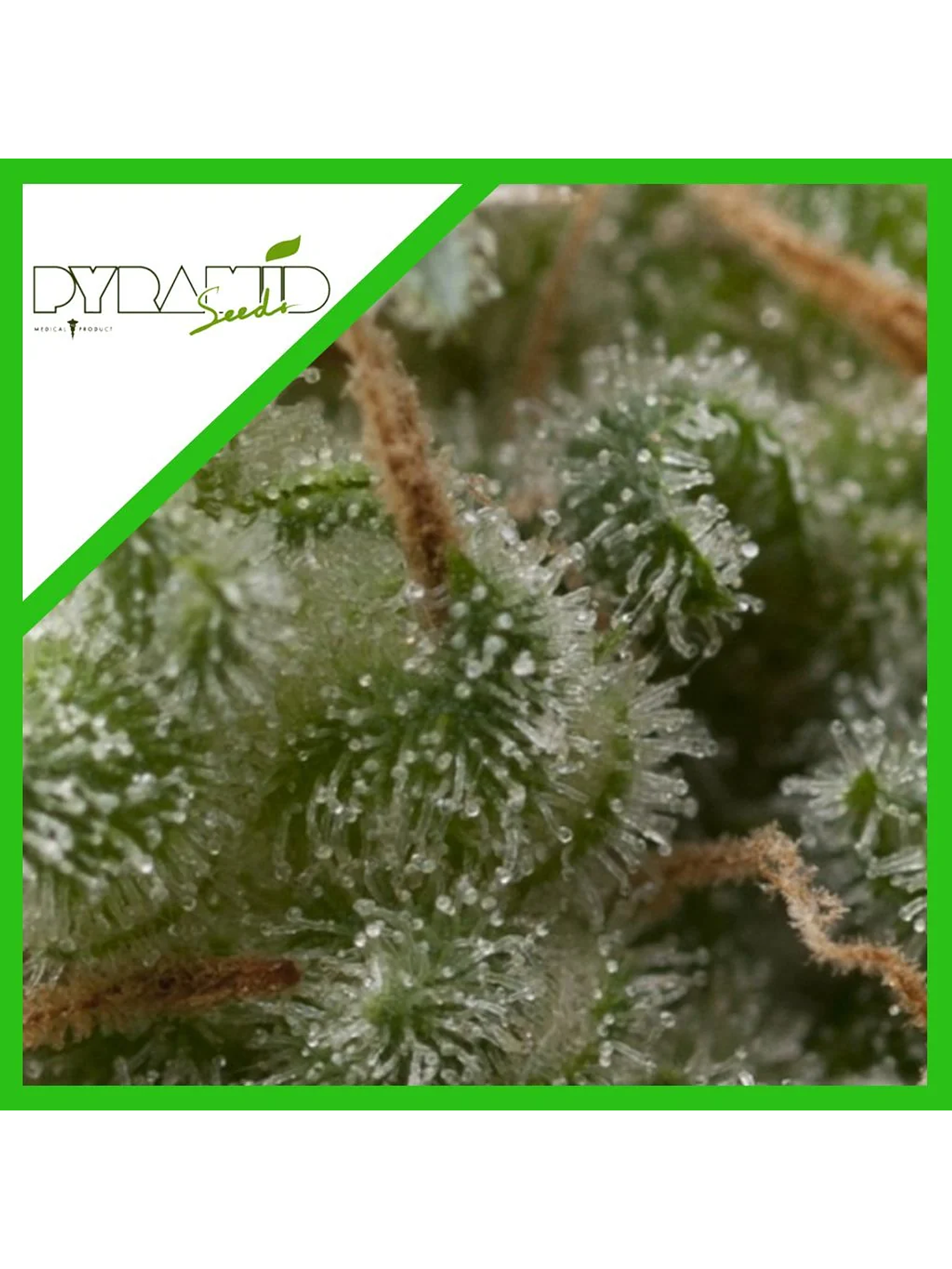 Super Hash Auto -Pyramid Seeds (X5+2/X3+1) 2