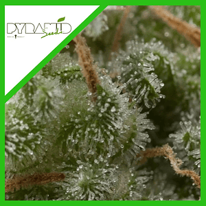 Super Hash Auto  X5+2 -Pyramid Seeds