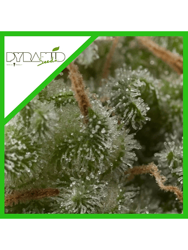 Super Hash Auto  X5+2 -Pyramid Seeds 2