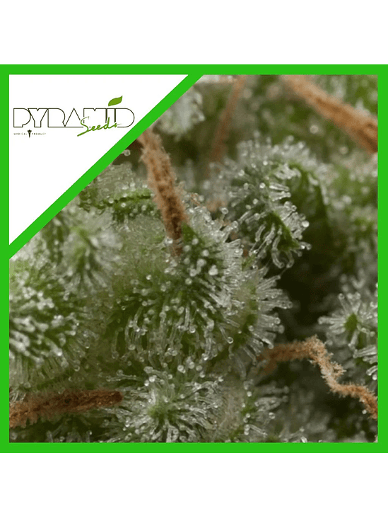 Super Hash Auto  X5+2 -Pyramid Seeds 2