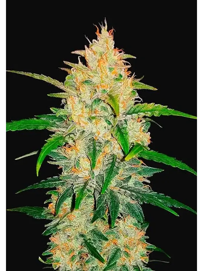 Zkittlez Auto -Fast Buds (X5/X3/X1) 2