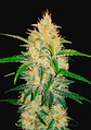 Zkittlez Auto -Fast Buds (X5/X3/X1) - Miniatura 2