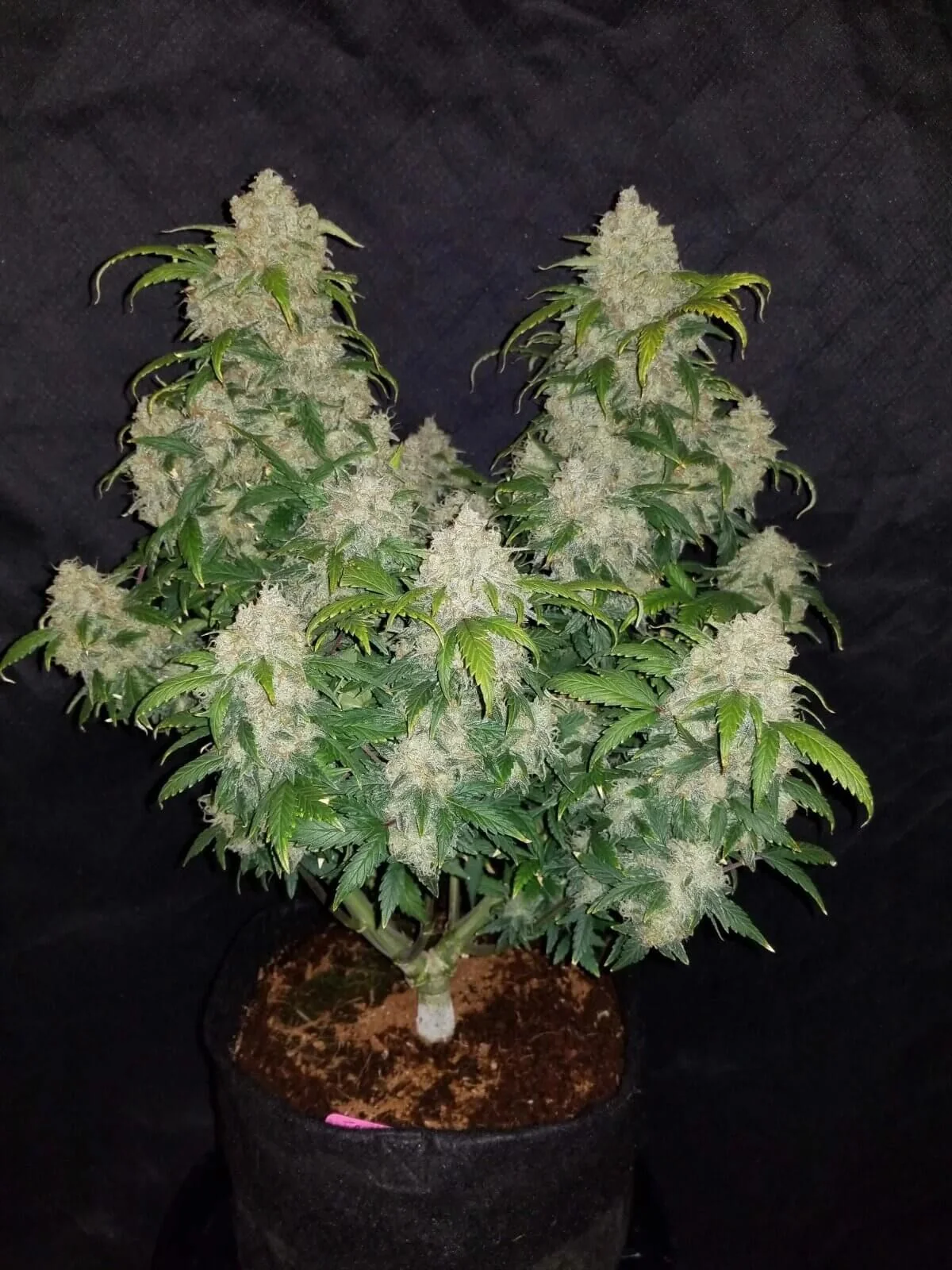 Zkittlez Auto -Fast Buds (X5/X3/X1) 3