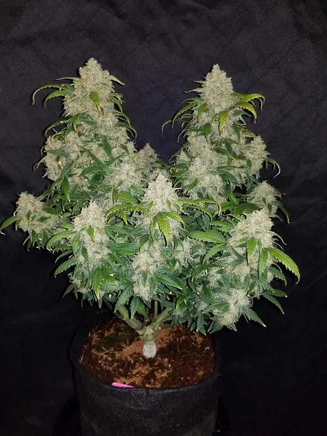 Zkittlez Auto -Fast Buds (X5/X3/X1) 3
