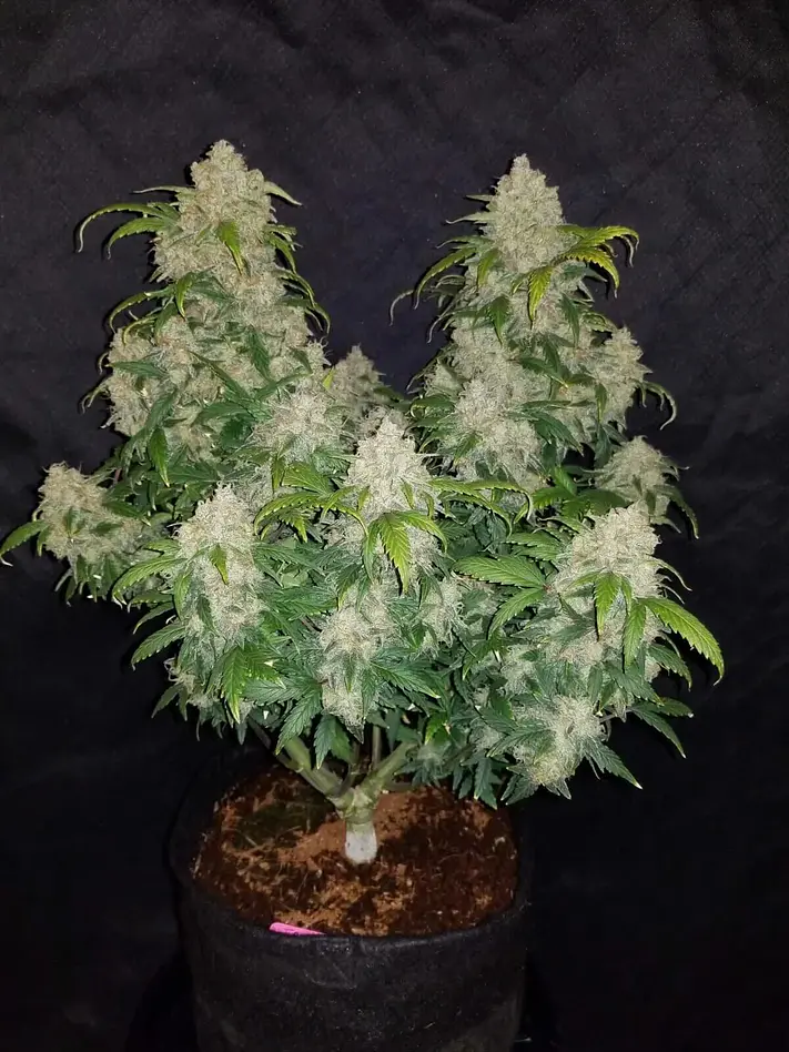 Zkittlez Auto -Fast Buds (X5/X3/X1) 3