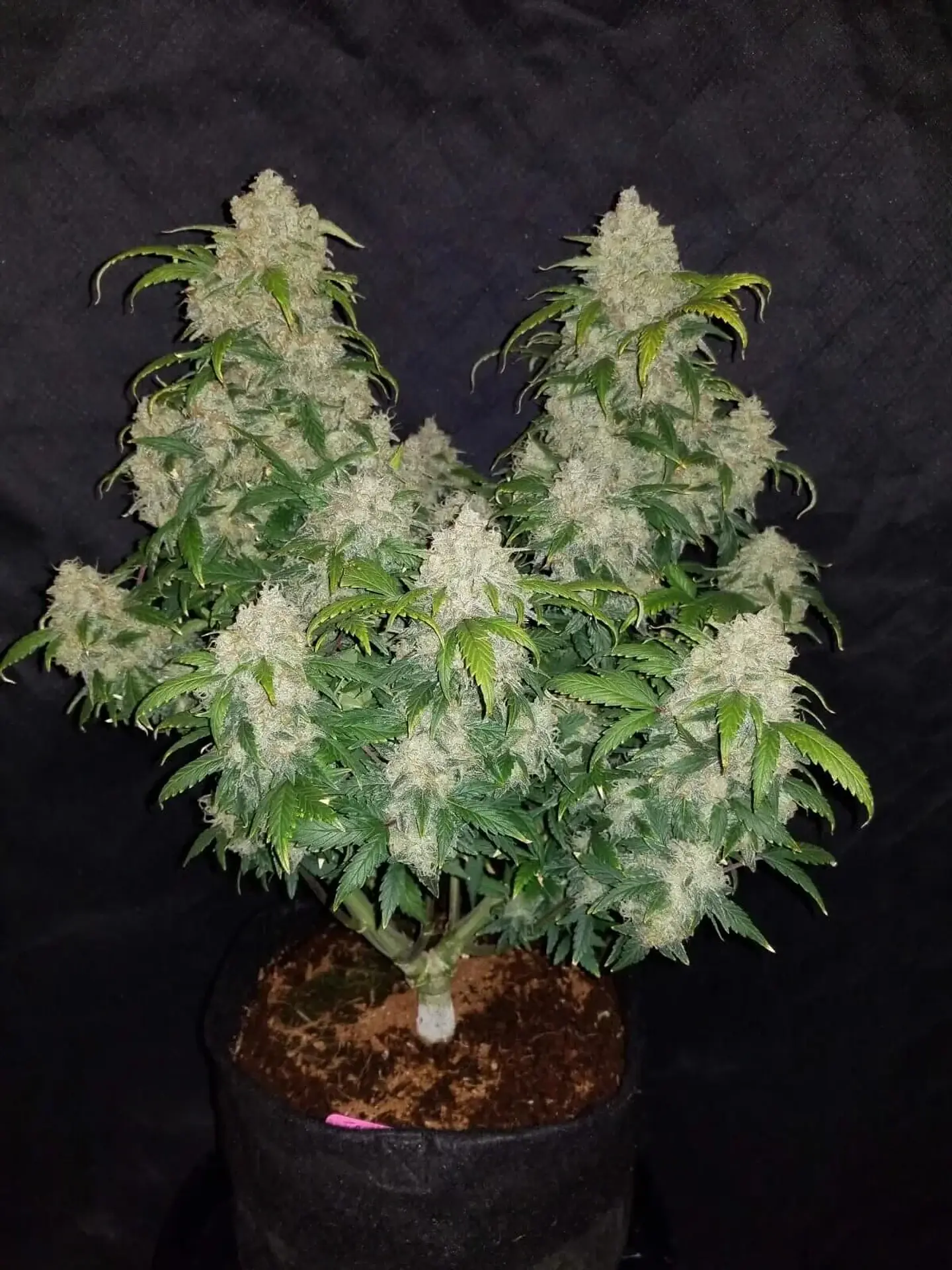 Zkittlez Auto -Fast Buds (X5/X3/X1) 3