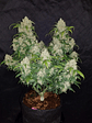 Zkittlez  Auto X5-Fast Buds - Miniatura 3