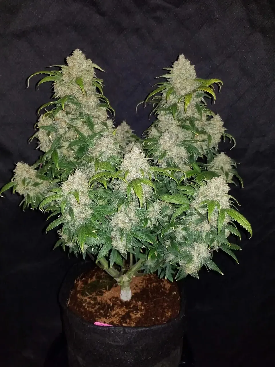Zkittlez Auto -Fast Buds (X5/X3/X1) 3