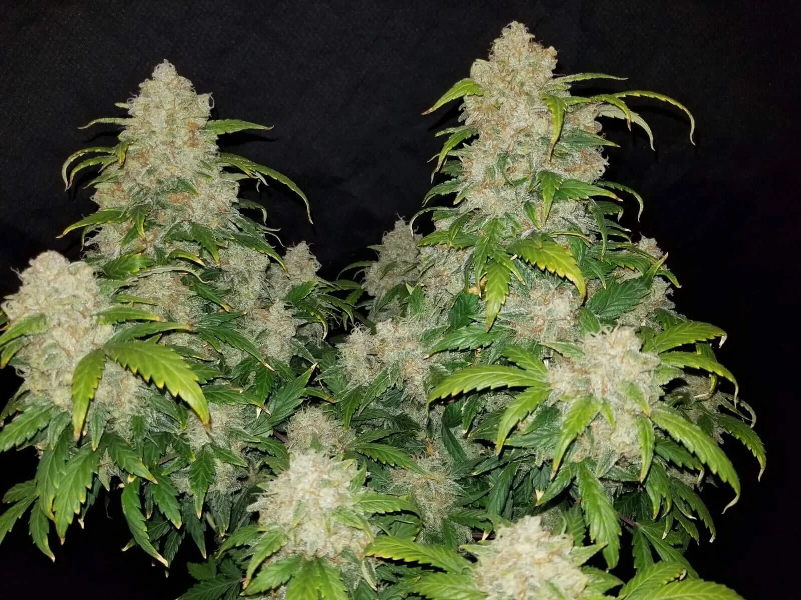 Zkittlez Auto -Fast Buds (X5/X3/X1) 4