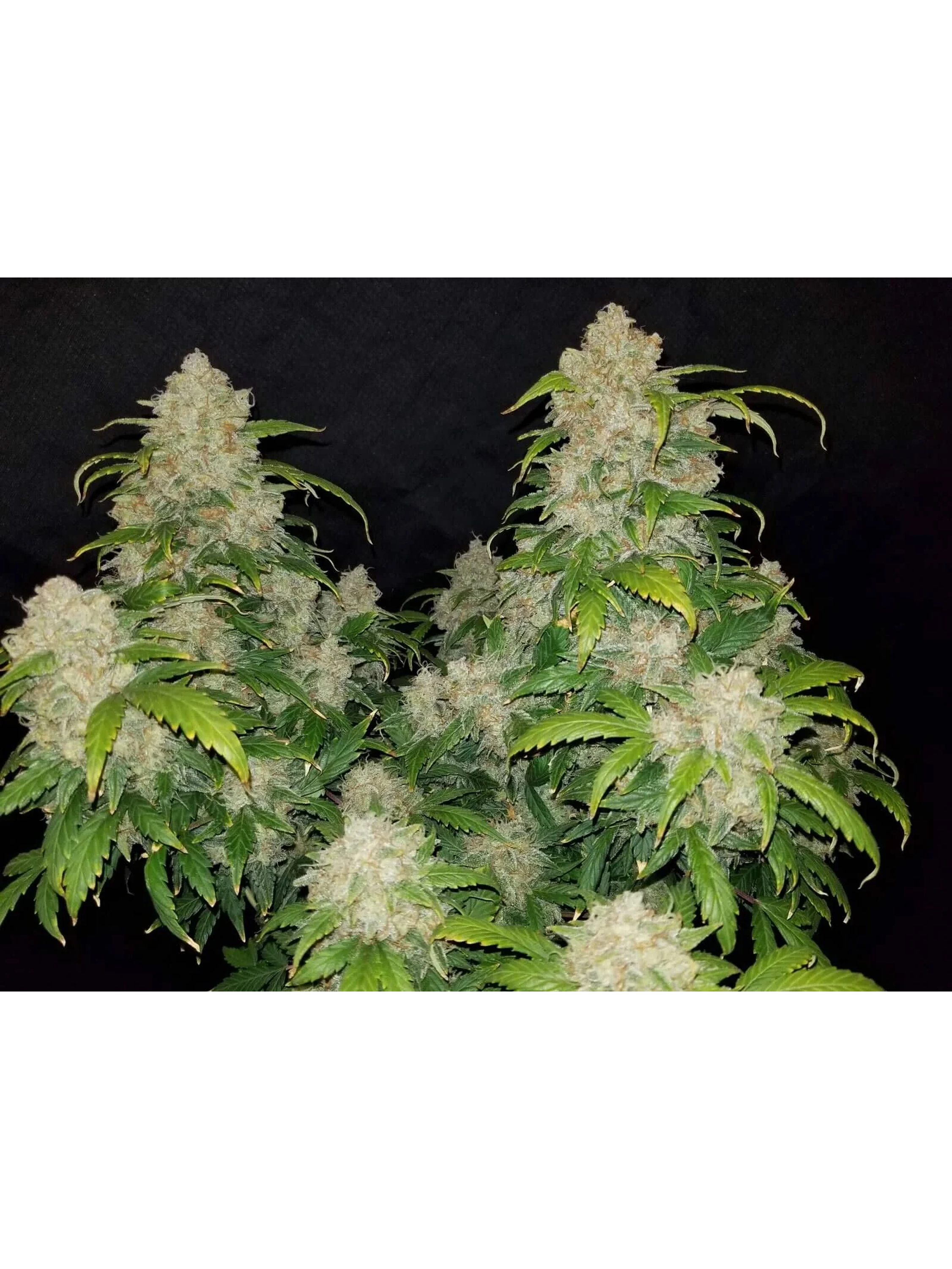 Zkittlez Auto -Fast Buds (X5/X3/X1) 4