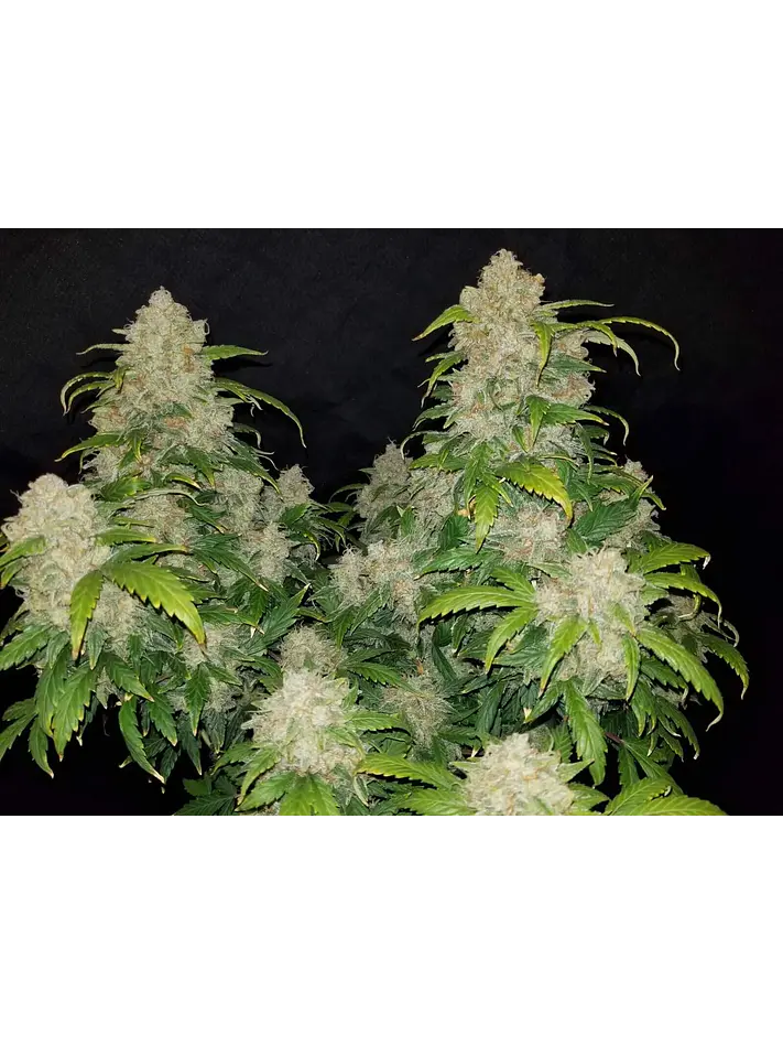 Zkittlez Auto -Fast Buds (X5/X3/X1) 4