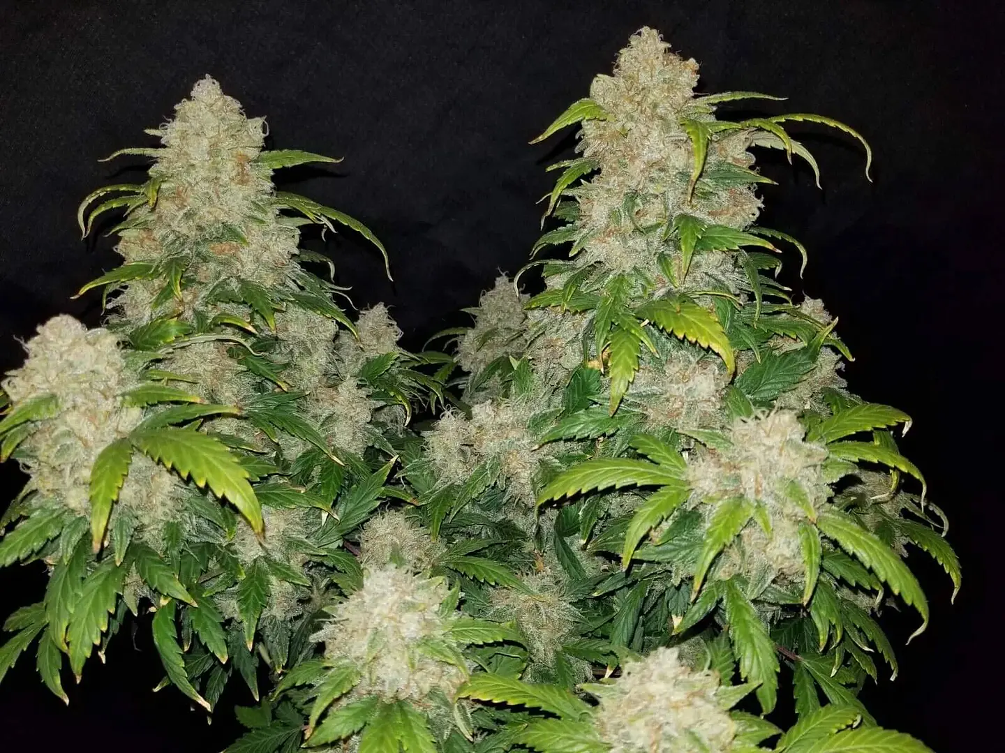 Zkittlez Auto -Fast Buds (X5/X3/X1) 4