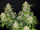 Zkittlez Auto -Fast Buds (X5/X3/X1) - Miniatura 4