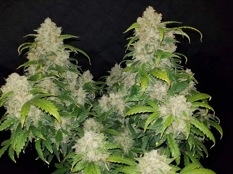 Zkittlez Auto -Fast Buds (X5/X3/X1) 4