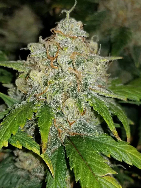 Zkittlez Auto -Fast Buds (X5/X3/X1) 5