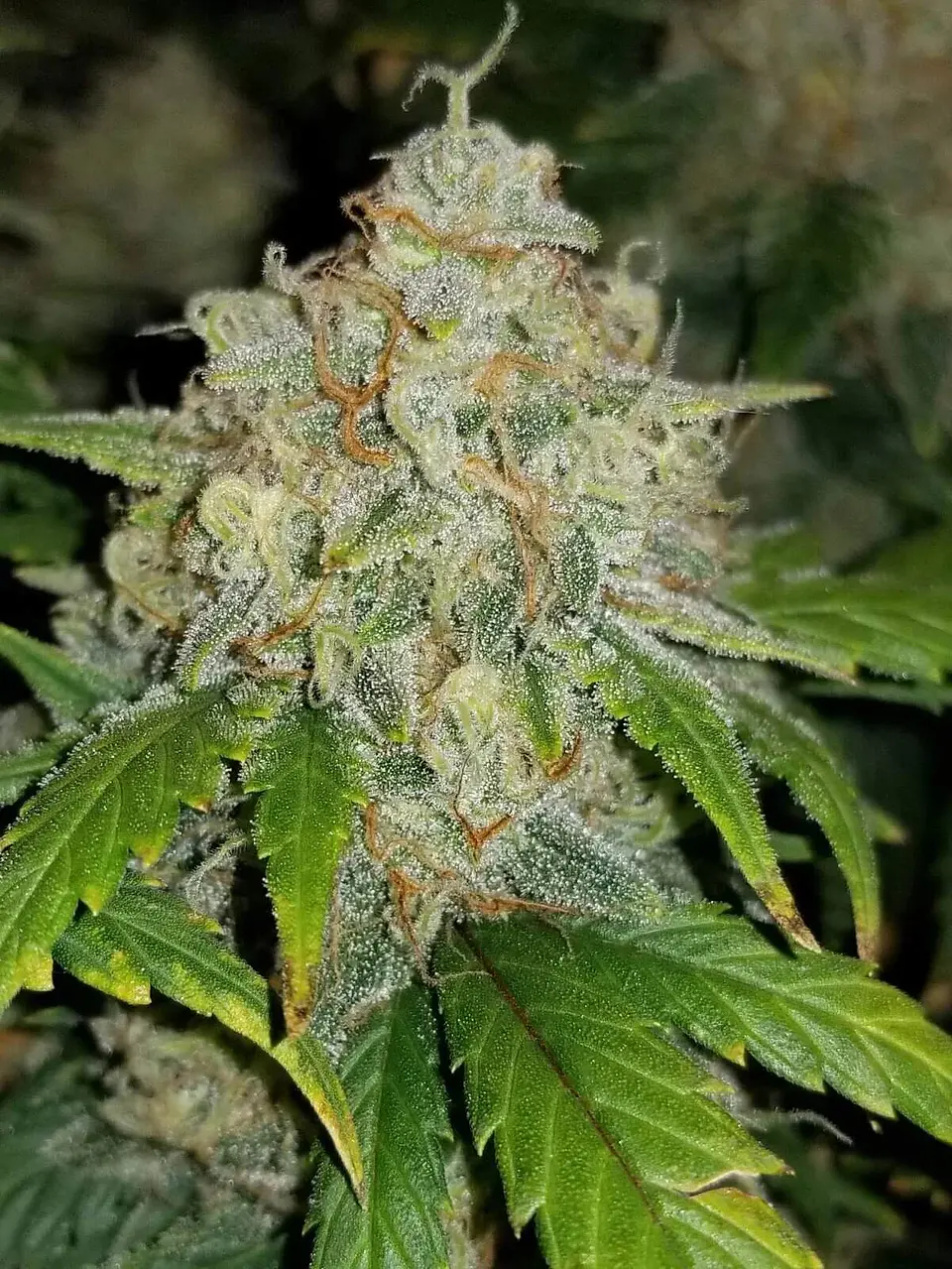 Zkittlez Auto -Fast Buds (X5/X3/X1) 5