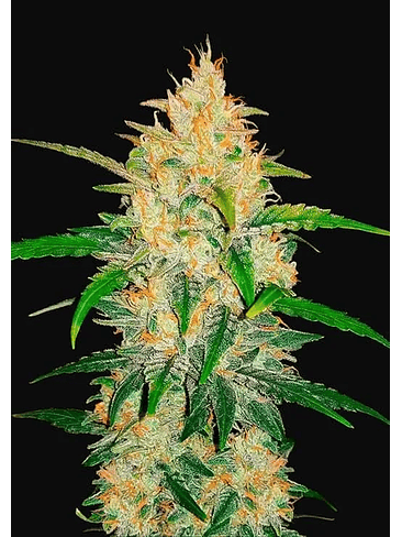 Zkittlez  Auto X5-Fast Buds 7