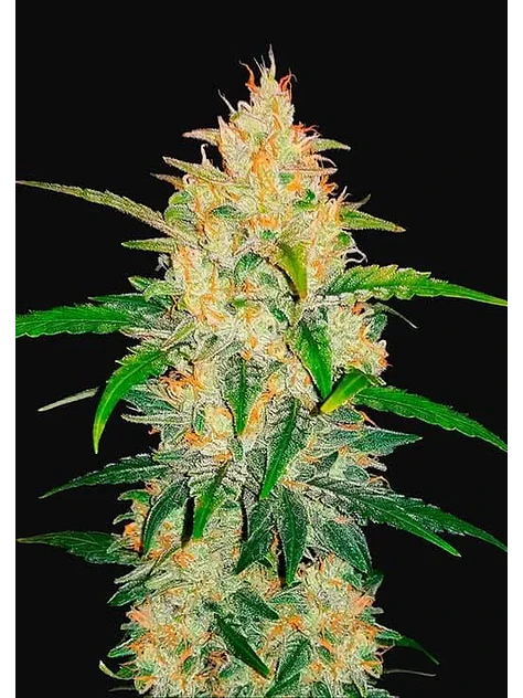 Zkittlez Auto -Fast Buds (X5/X3/X1) 7