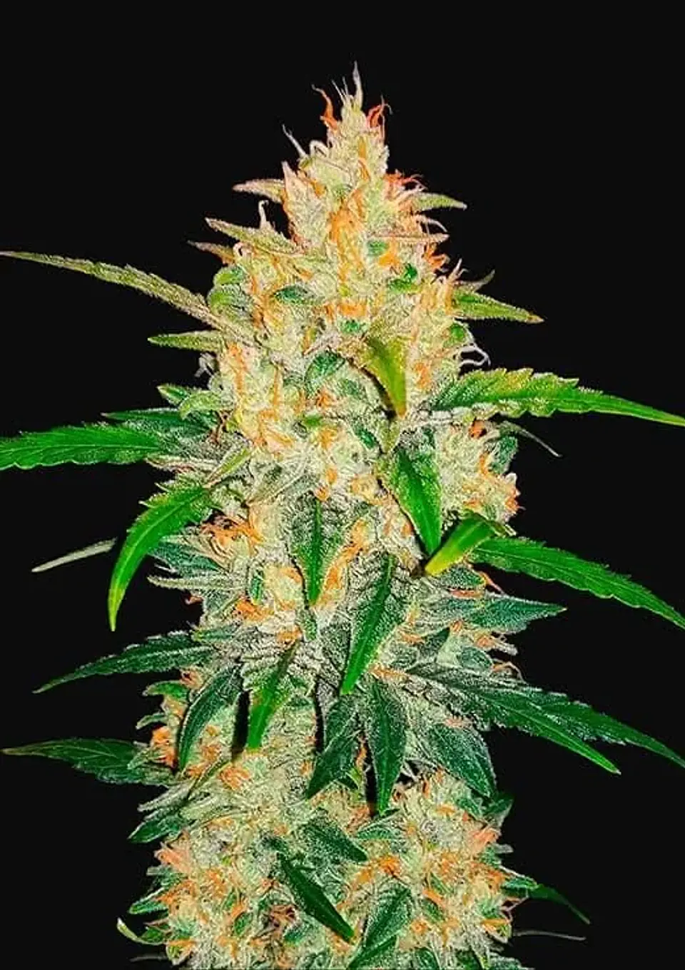 Zkittlez Auto -Fast Buds (X5/X3/X1) 7