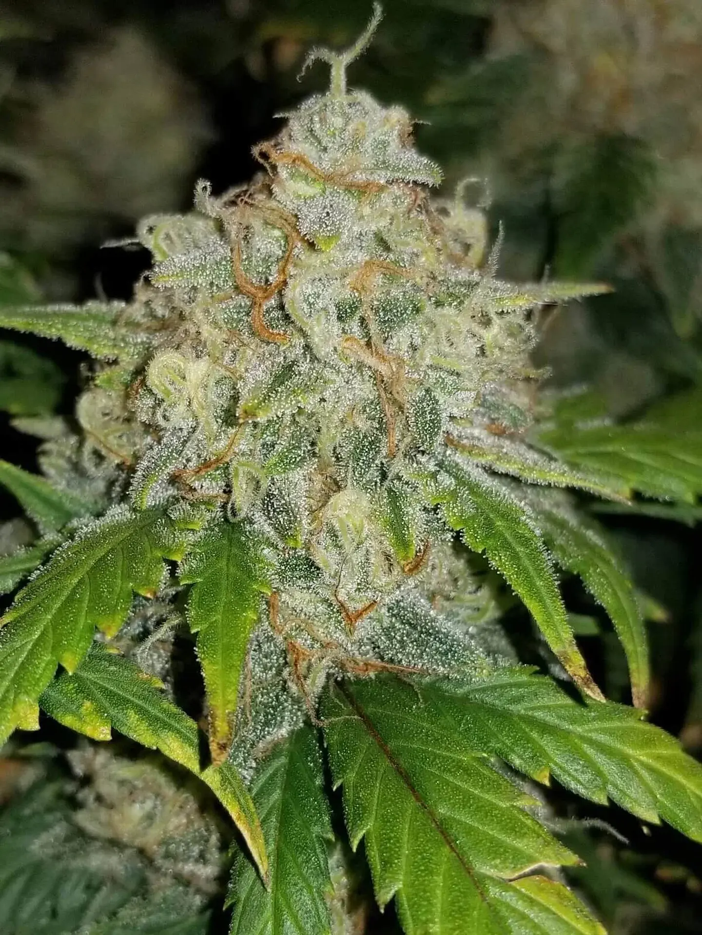 Zkittlez Auto -Fast Buds (X5/X3/X1) 6