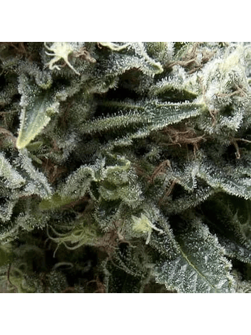 New York City Auto X5+2 -Pyramid Seeds 2