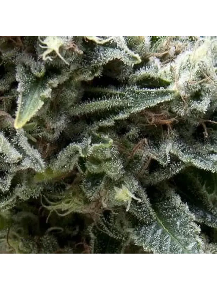 New York City Auto -Pyramid Seeds (X5+2/X3+1) 2