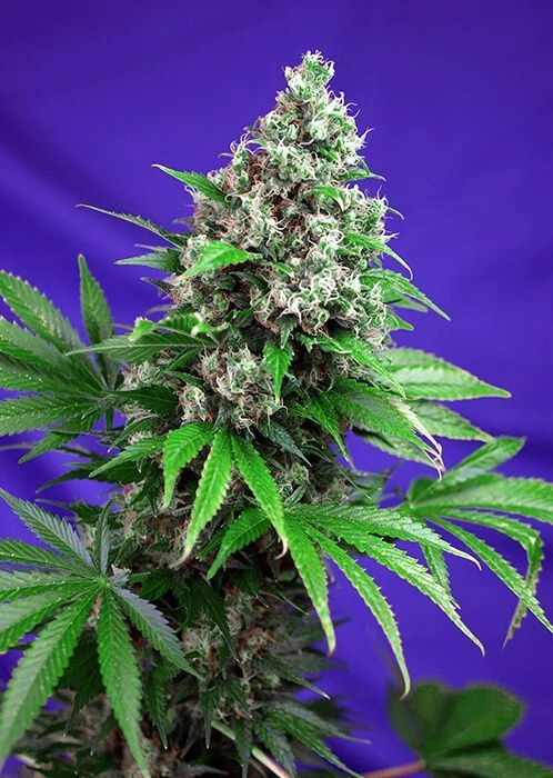 Killer Kush F1 Fem -Sweet Seeds (X100/X25/X5+2/X3+1) 4