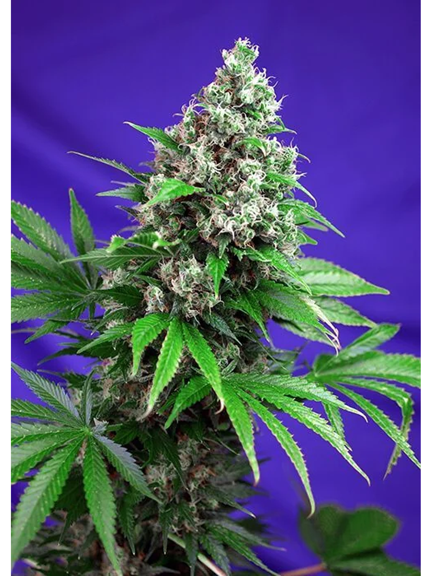 Killer Kush F1 Fem -Sweet Seeds (X100/X25/X5+2/X3+1) 4