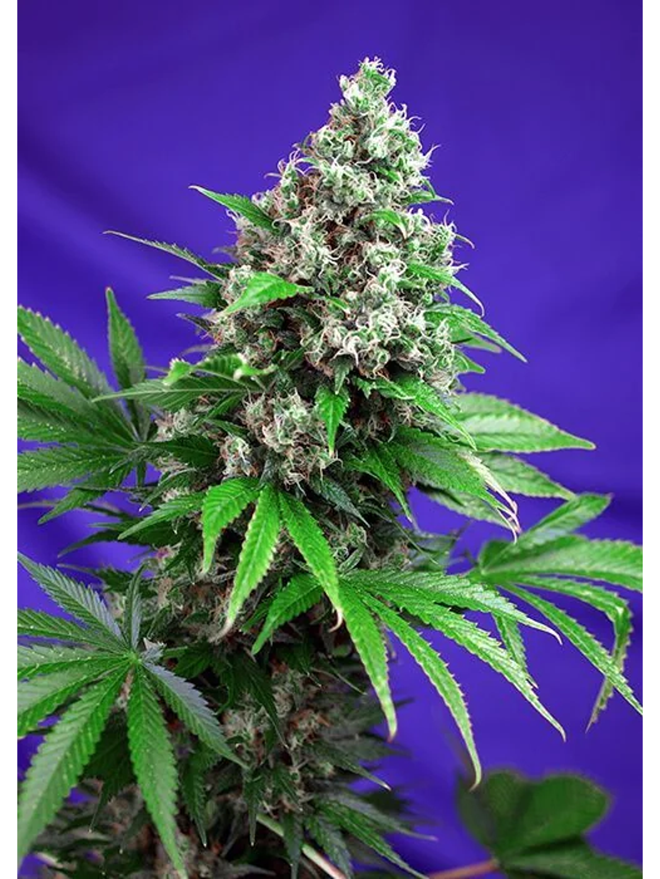 Killer Kush F1 Fem -Sweet Seeds (X100/X25/X5+2/X3+1) 4