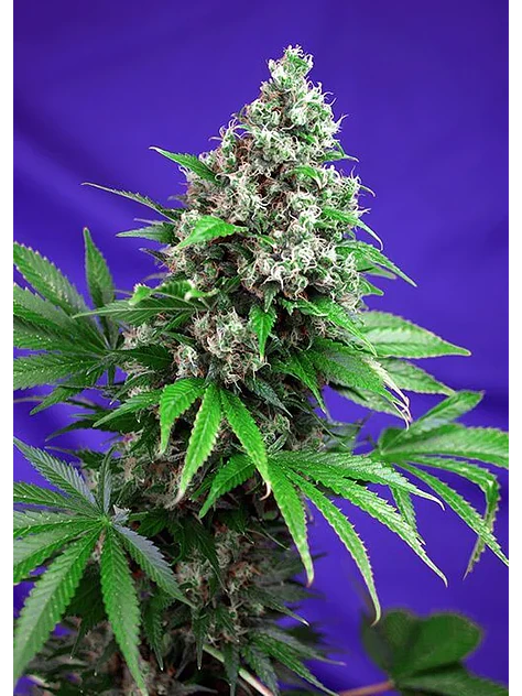 Killer Kush F1 Fem -Sweet Seeds (X100/X25/X5+2/X3+1) 4