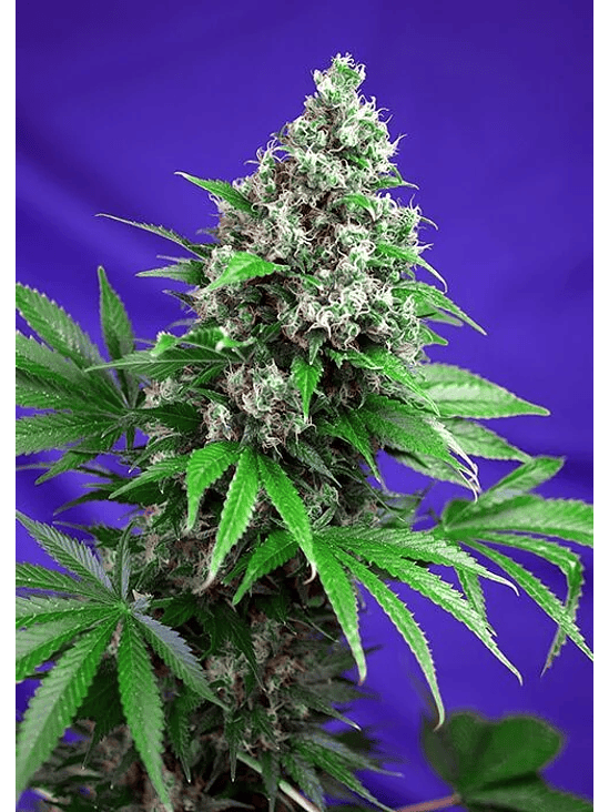 Killer Kush F1  Fem X100-Sweet Seeds 4