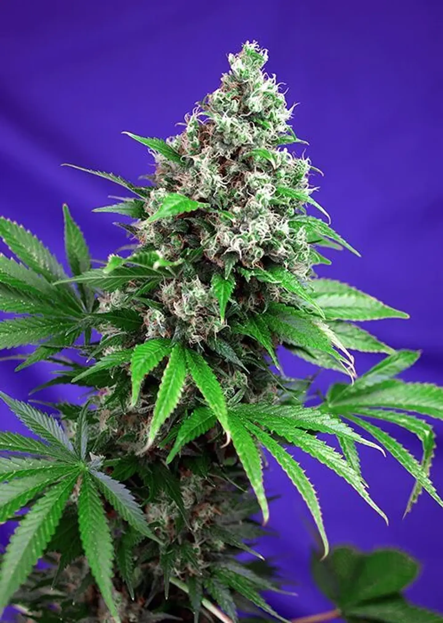 Killer Kush F1 Fem -Sweet Seeds (X100/X25/X5+2/X3+1) 4
