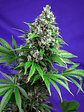 Killer Kush F1  Fem X100-Sweet Seeds - Miniatura 4