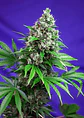 Killer Kush F1 Fem -Sweet Seeds (X100/X25/X5+2/X3+1) - Miniatura 4