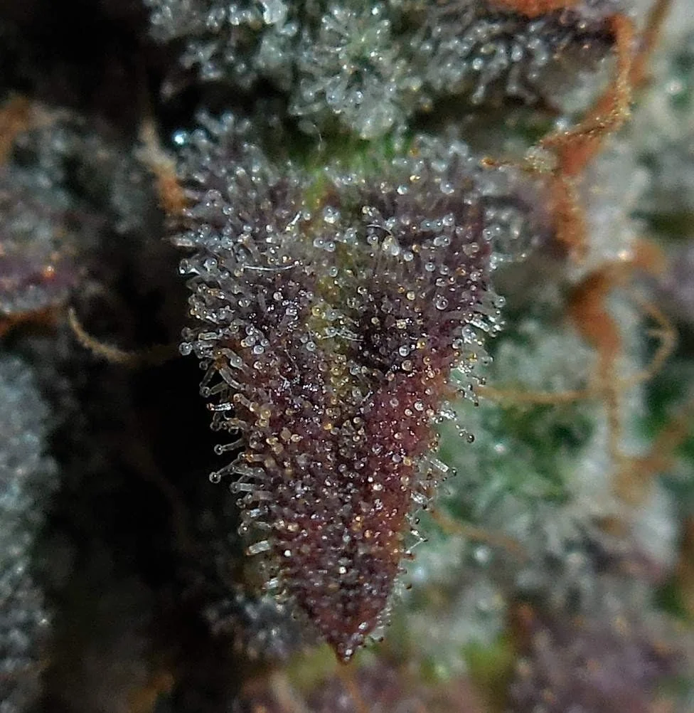 Lemon Ak Auto -Fast Buds (X5/X3/X1) 2