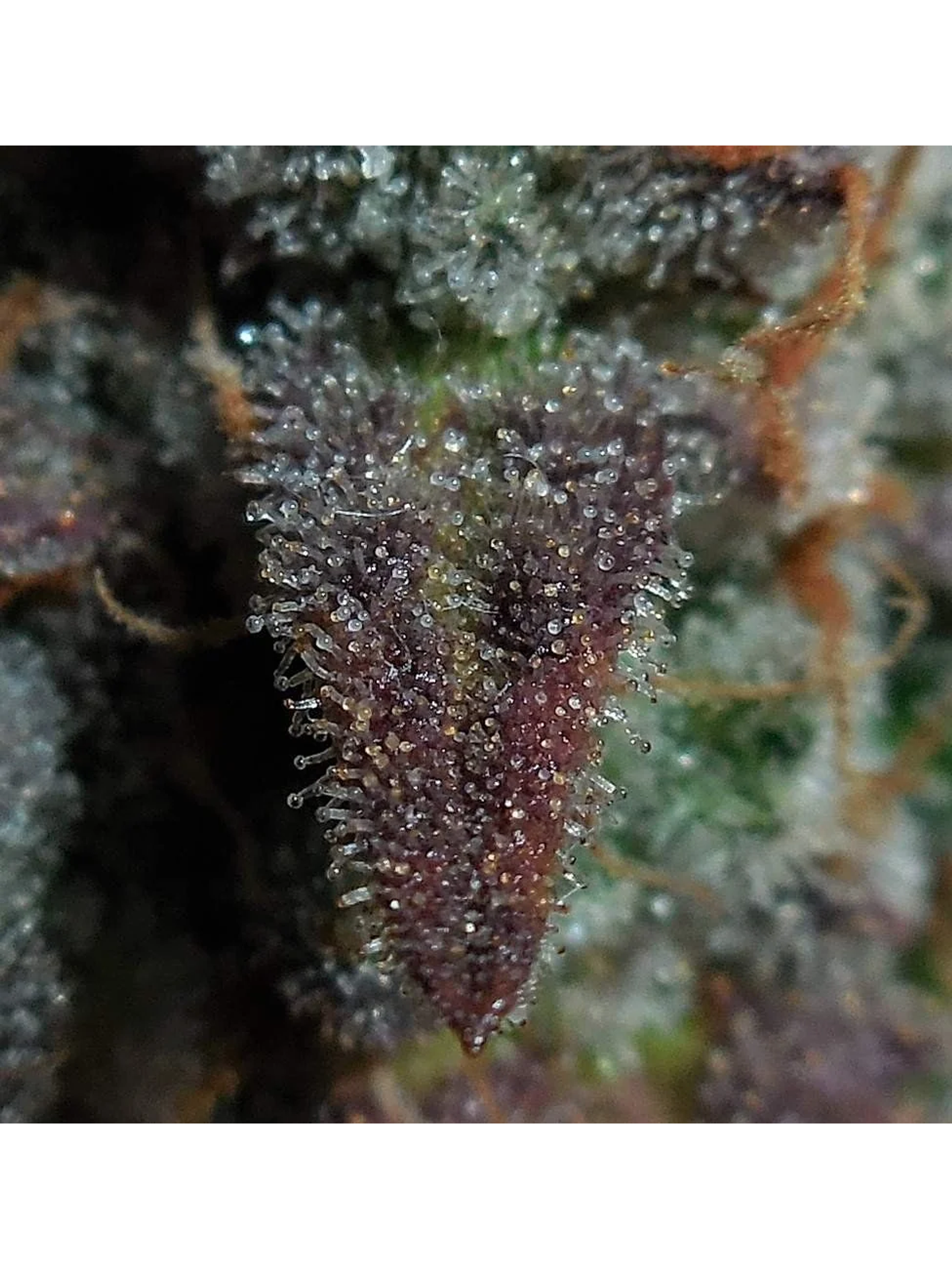 Lemon Ak Auto -Fast Buds (X5/X3/X1) 2