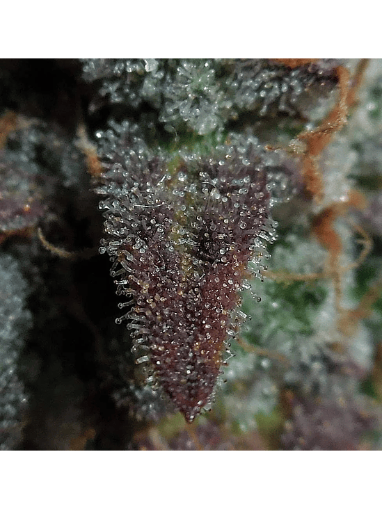 Lemon Ak Auto -Fast Buds (X5/X3/X1) 2