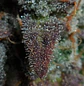 Lemon Ak Auto -Fast Buds (X5/X3/X1) - Miniatura 2