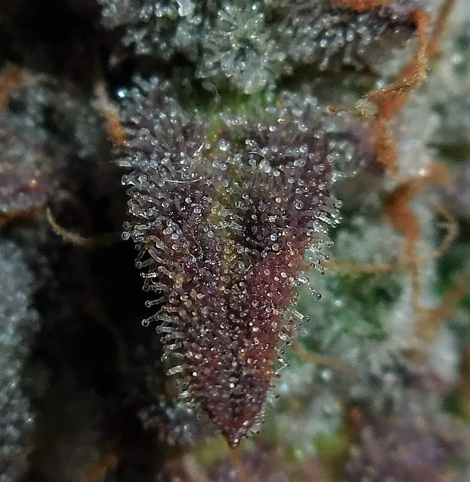 Lemon Ak Auto -Fast Buds (X5/X3/X1) 2