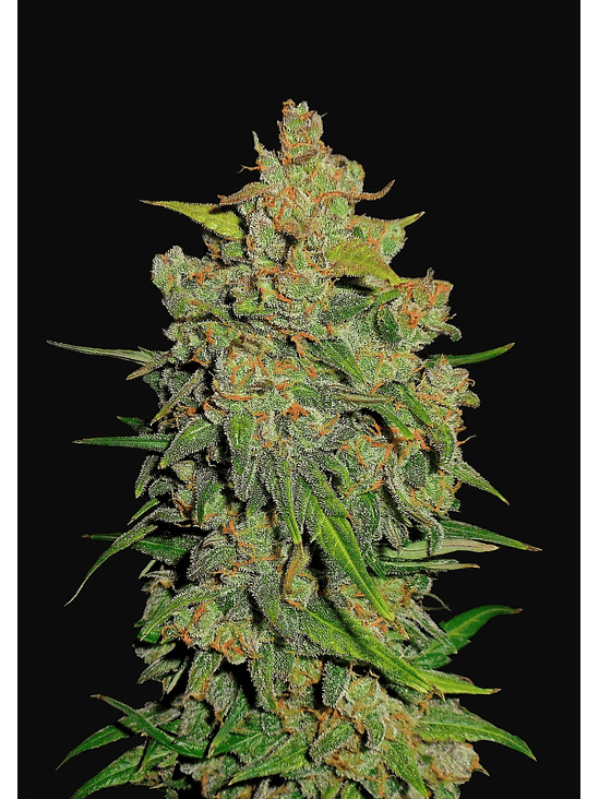 Lemon Ak Auto -Fast Buds (X5/X3/X1) 3