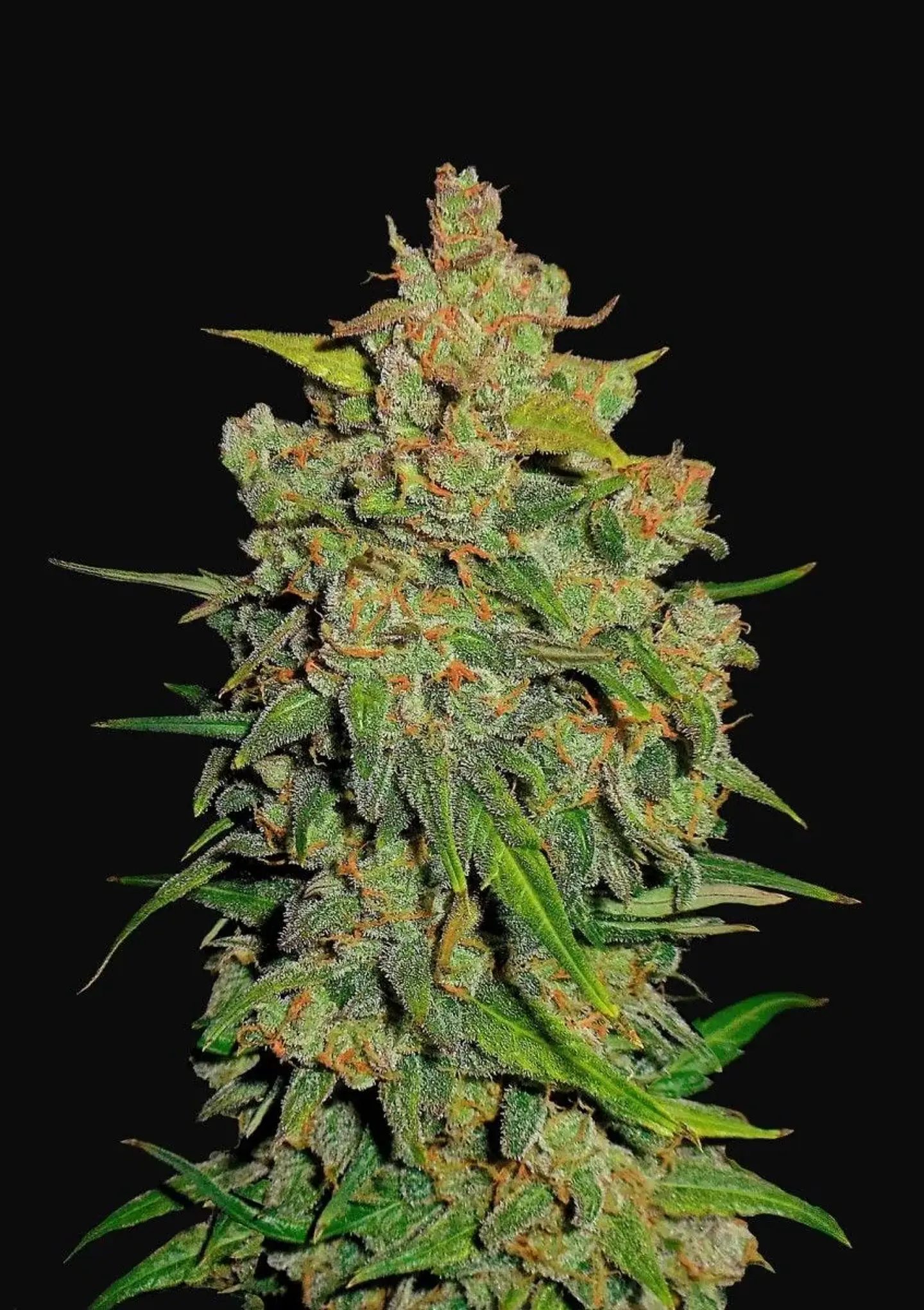 Lemon Ak Auto -Fast Buds (X5/X3/X1) 6