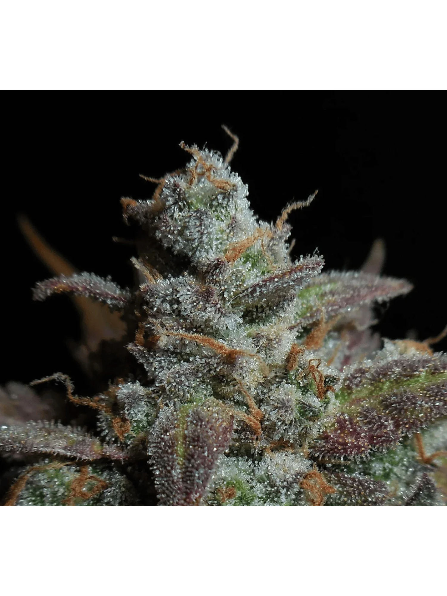 Lemon Ak Auto -Fast Buds (X5/X3/X1) 7