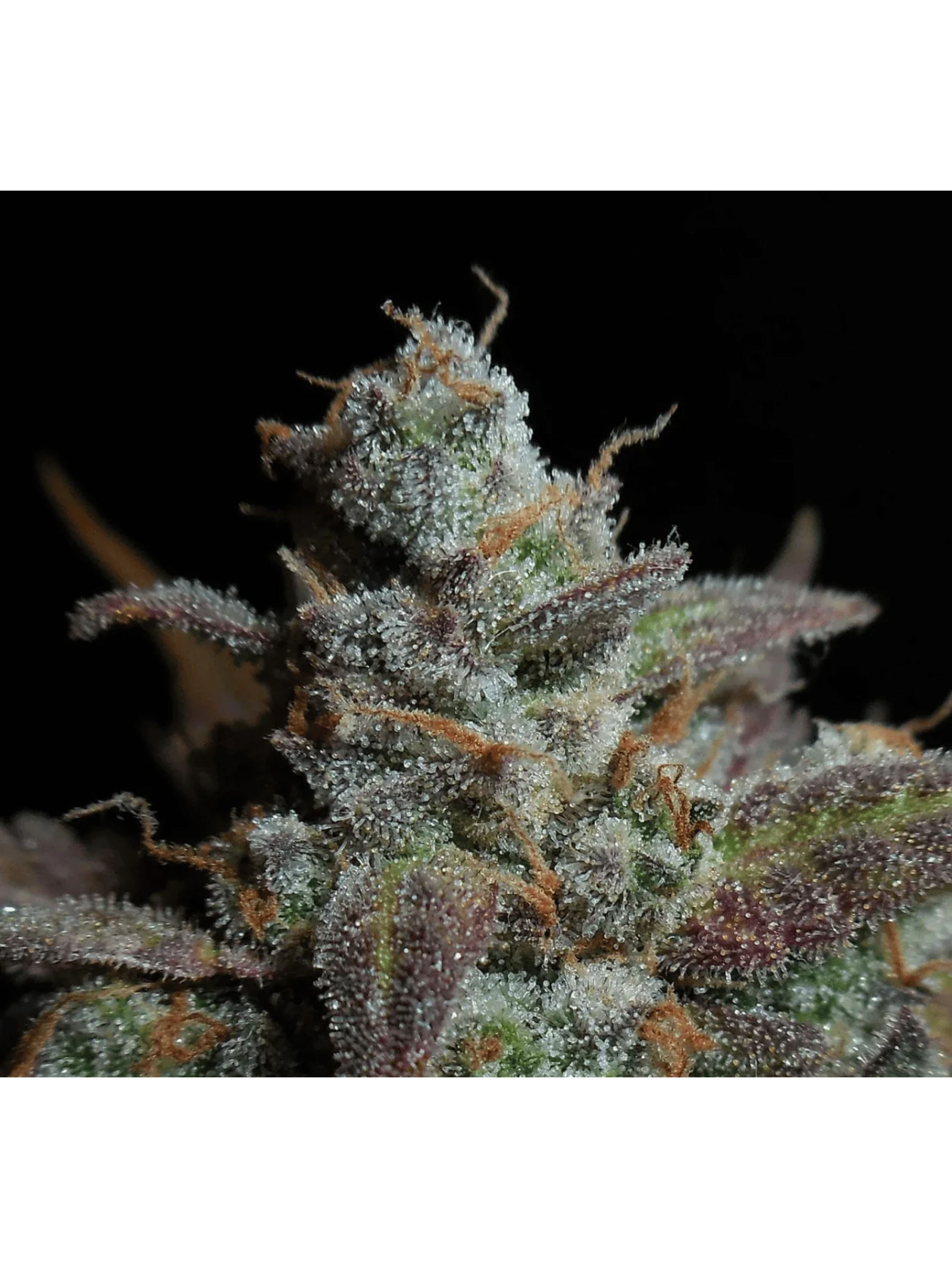 Lemon Ak Auto -Fast Buds (X5/X3/X1) 7