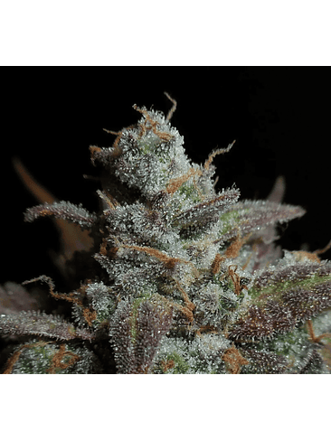 Lemon Ak Auto -Fast Buds (X5/X3/X1) 7